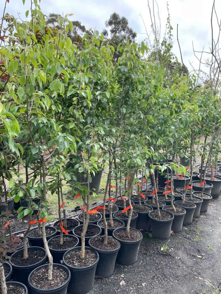 Lakeside Plants & Nursery