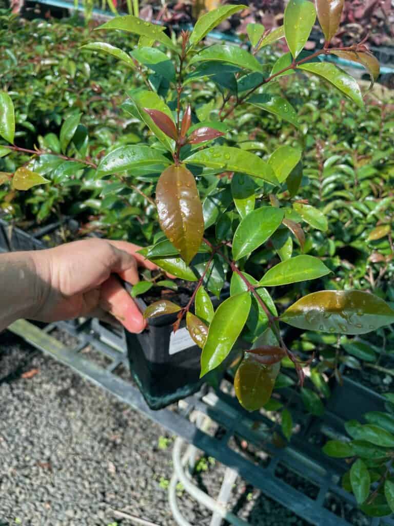 Lakeside Plants & Nursery