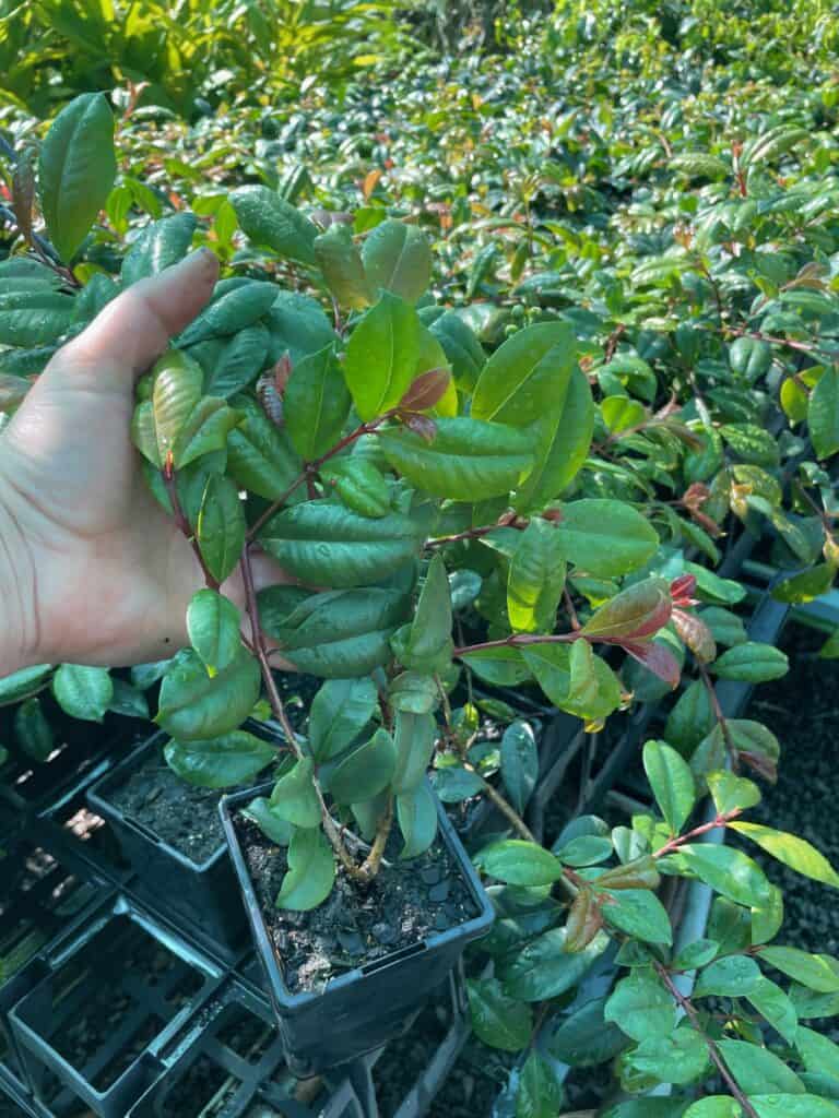 Lakeside Plants & Nursery