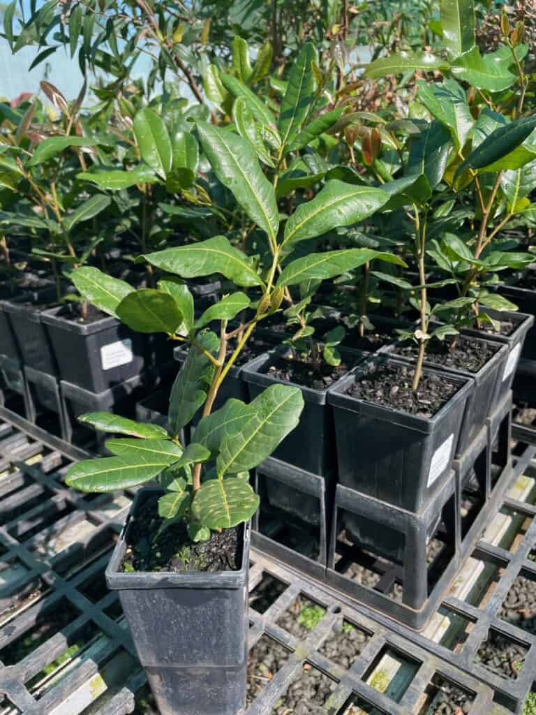 Lakeside Plants & Nursery