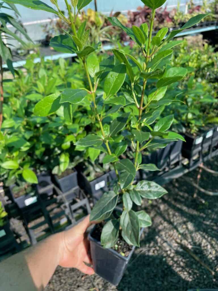 Lakeside Plants & Nursery