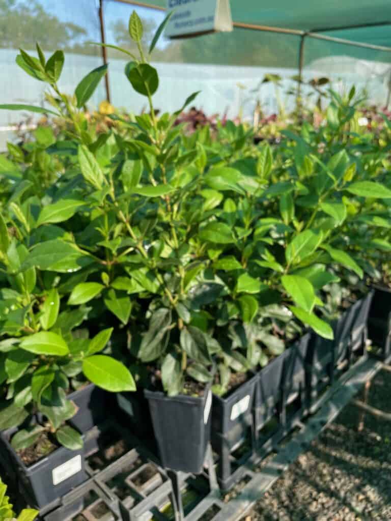 Lakeside Plants & Nursery