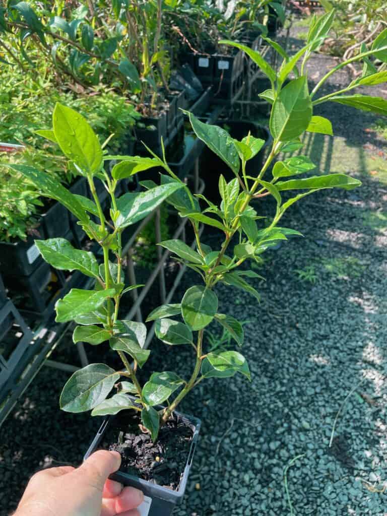Lakeside Plants & Nursery