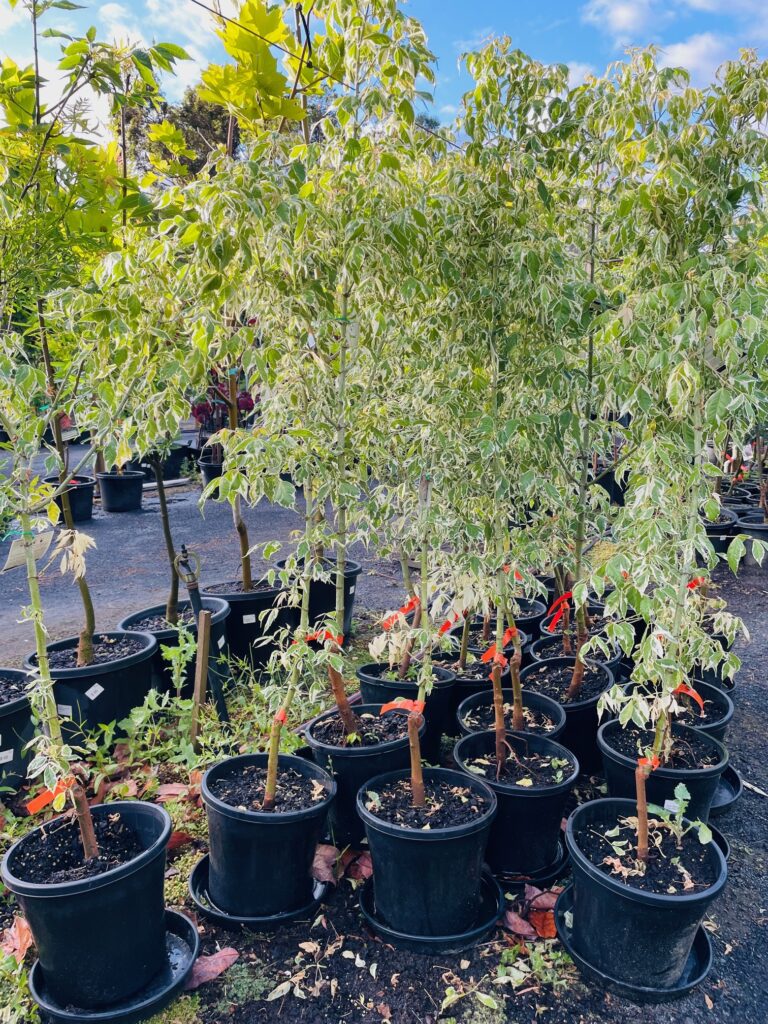 Lakeside Plants & Nursery