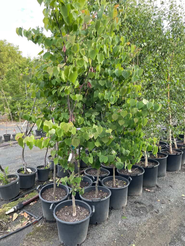 Lakeside Plants & Nursery