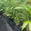 Bangalow Palm Multi