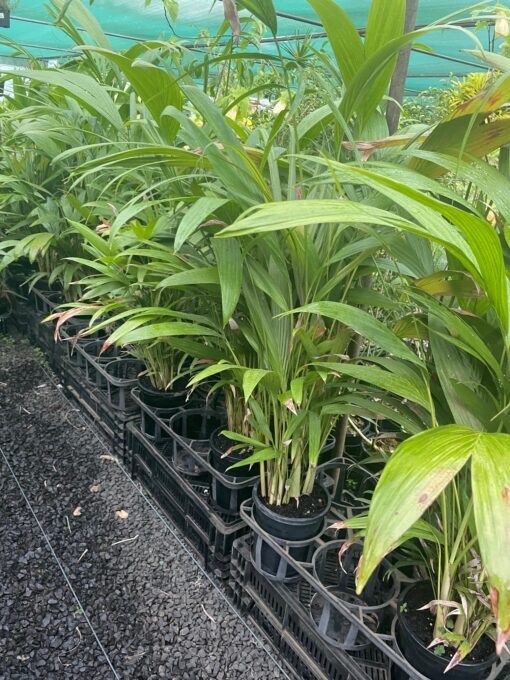 Bangalow Palm Multi