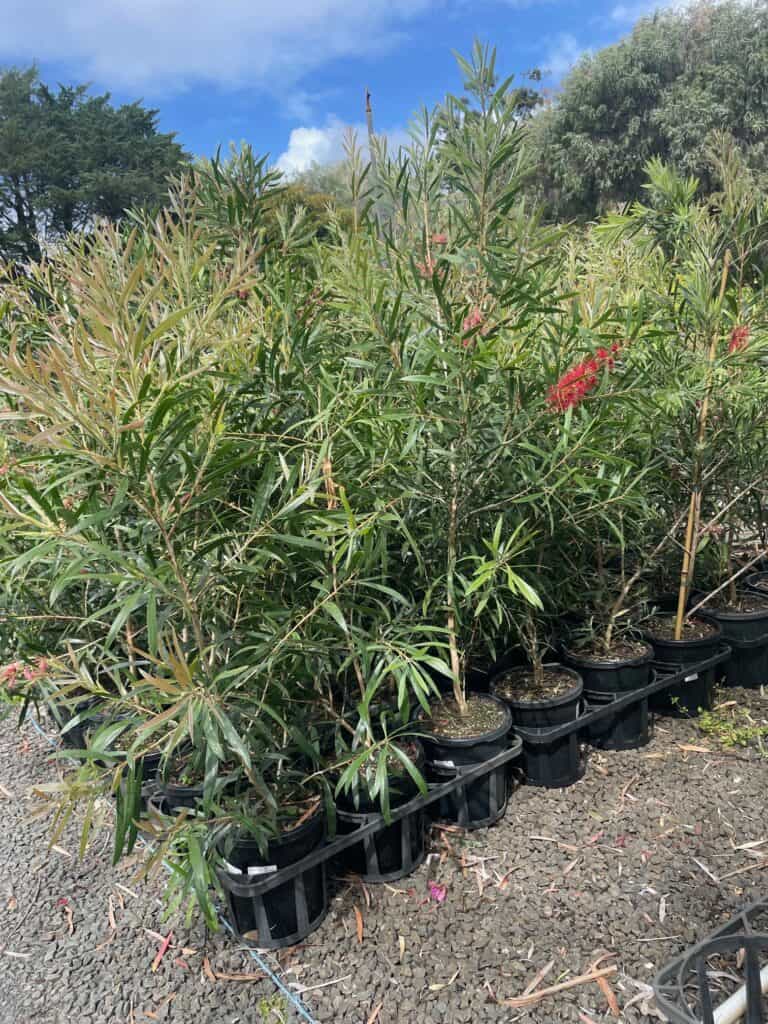 Lakeside Plants & Nursery