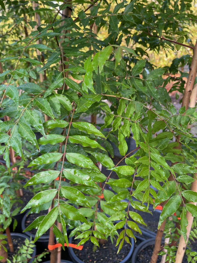 Lakeside Plants & Nursery
