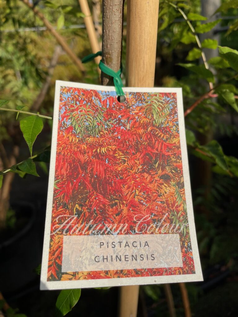 Lakeside Plants & Nursery