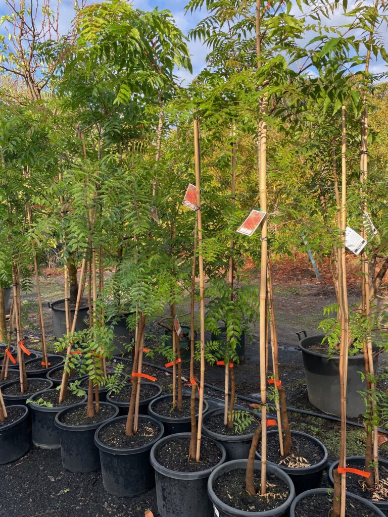 Lakeside Plants & Nursery