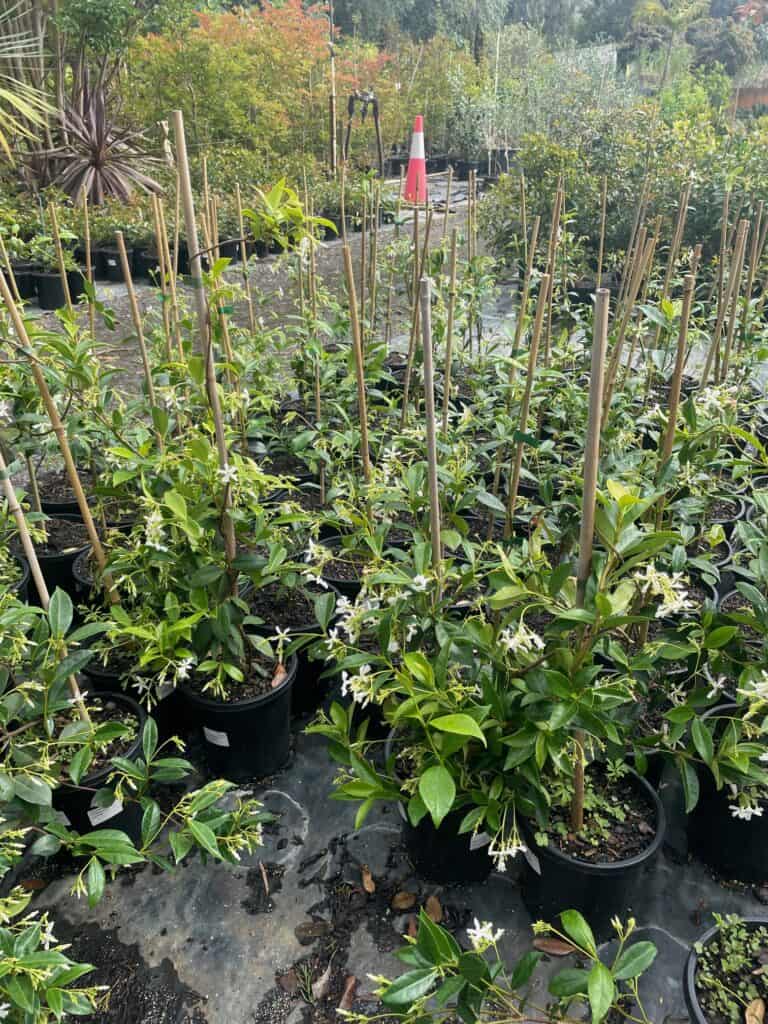 Lakeside Plants & Nursery