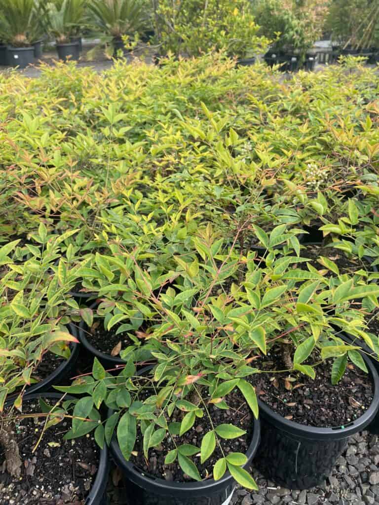 Lakeside Plants & Nursery
