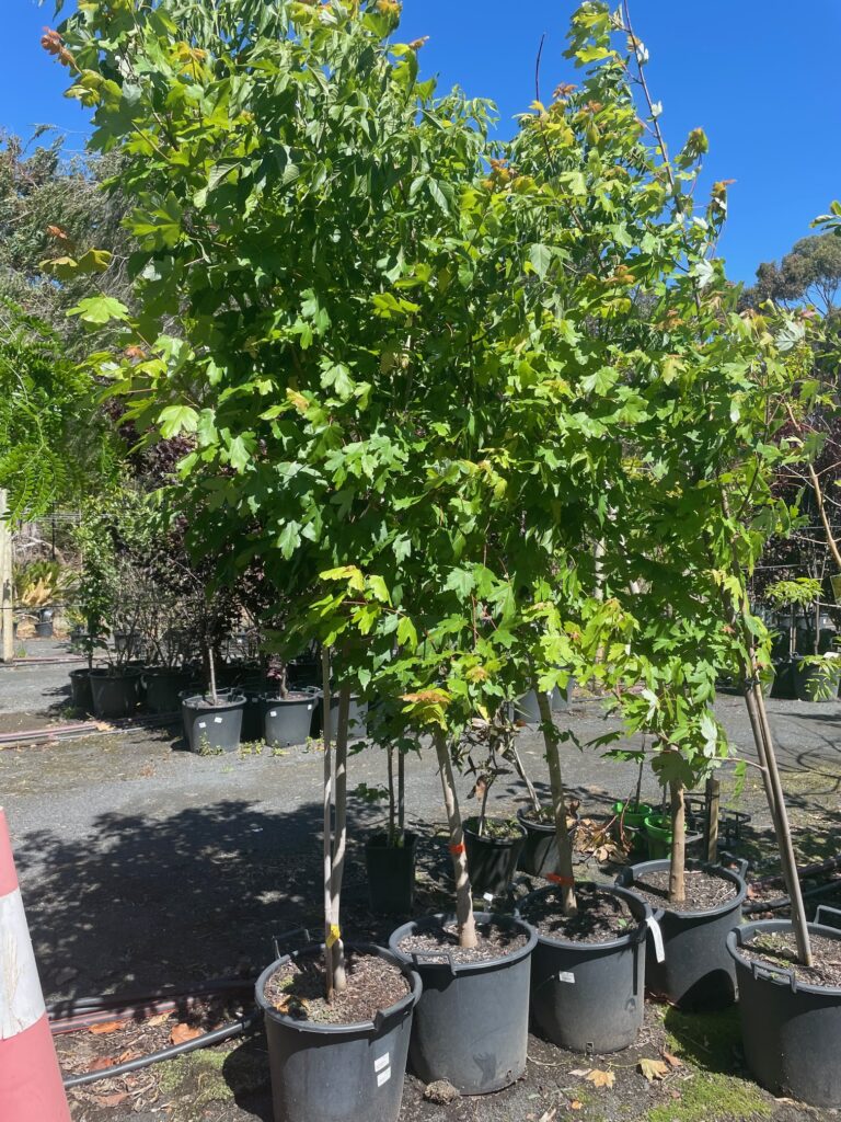 Lakeside Plants & Nursery