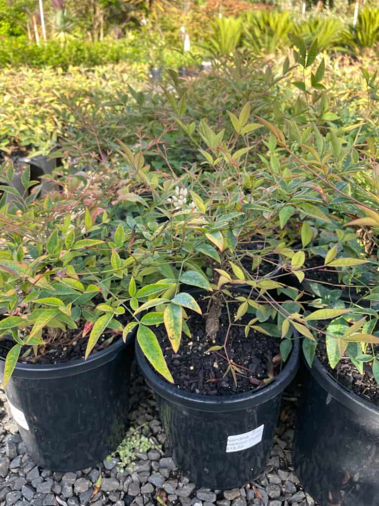 Lakeside Plants & Nursery
