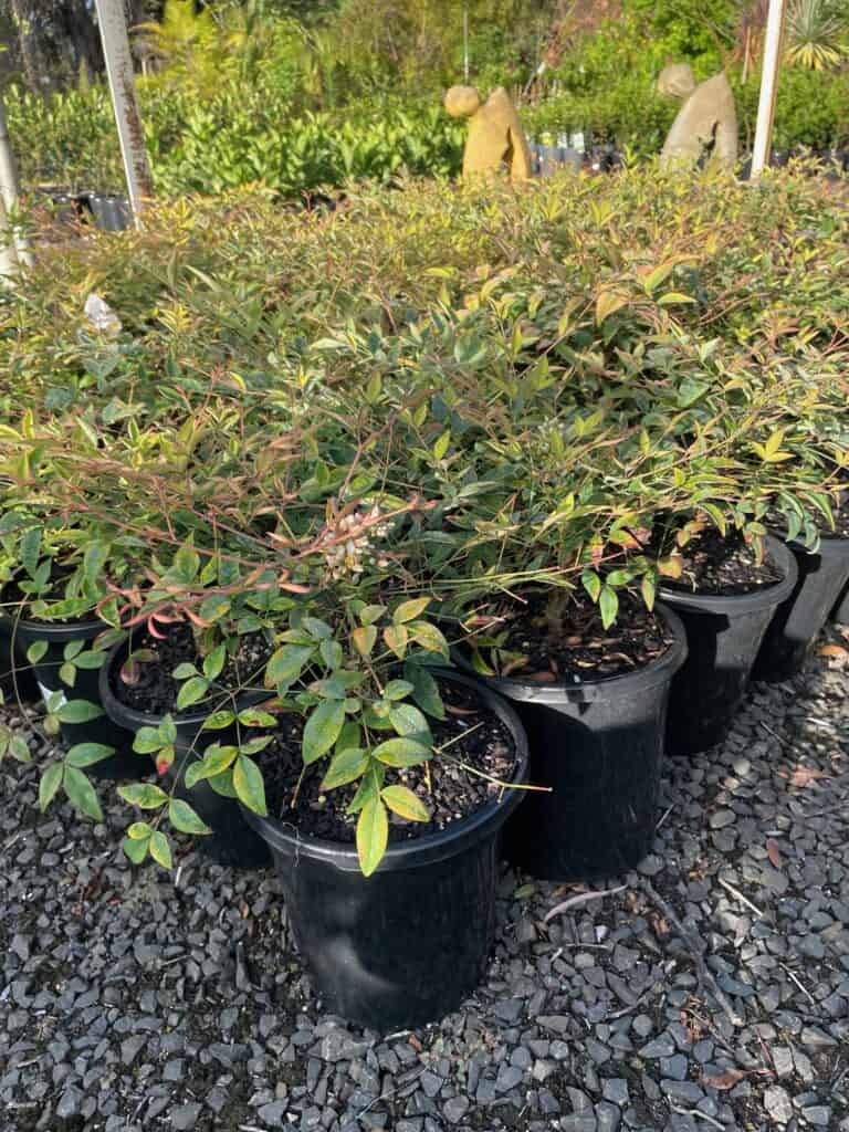 Lakeside Plants & Nursery