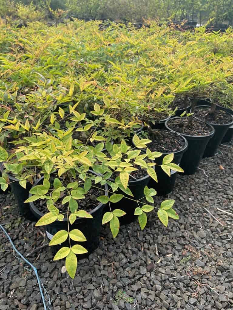 Lakeside Plants & Nursery