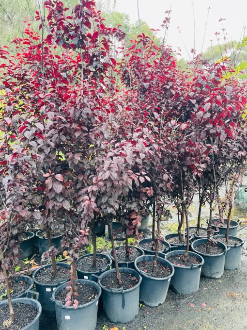 Flowering Plum - Prunus Cerasifera Nigra