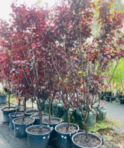 Prunus nigra 43l