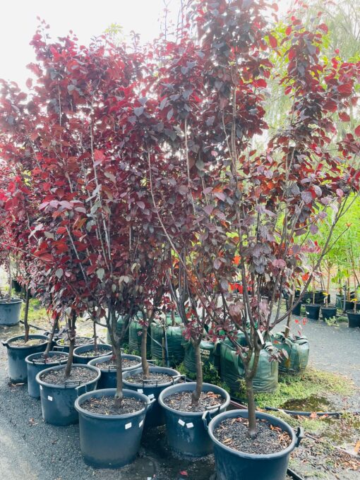 Prunus nigra 43l