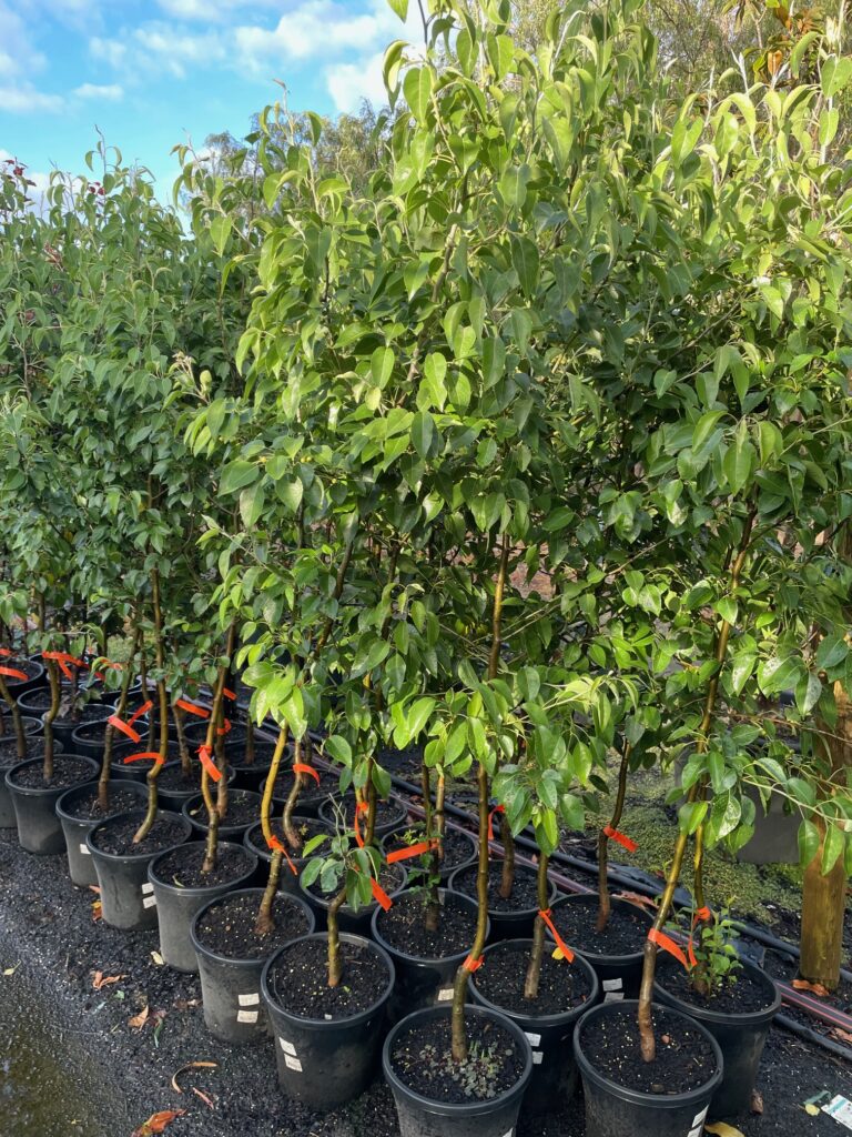 Lakeside Plants & Nursery