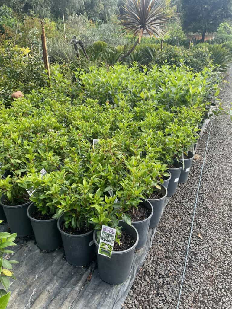 Lakeside Plants & Nursery