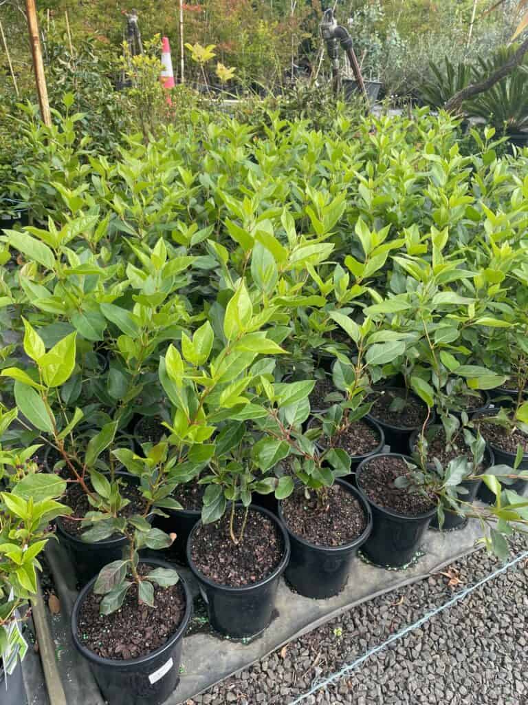 Lakeside Plants & Nursery