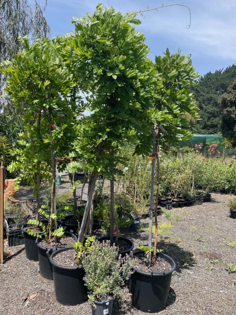 Lakeside Plants & Nursery