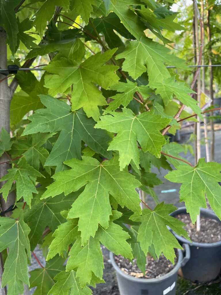 Lakeside Plants & Nursery
