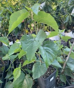 Black English Mulberry