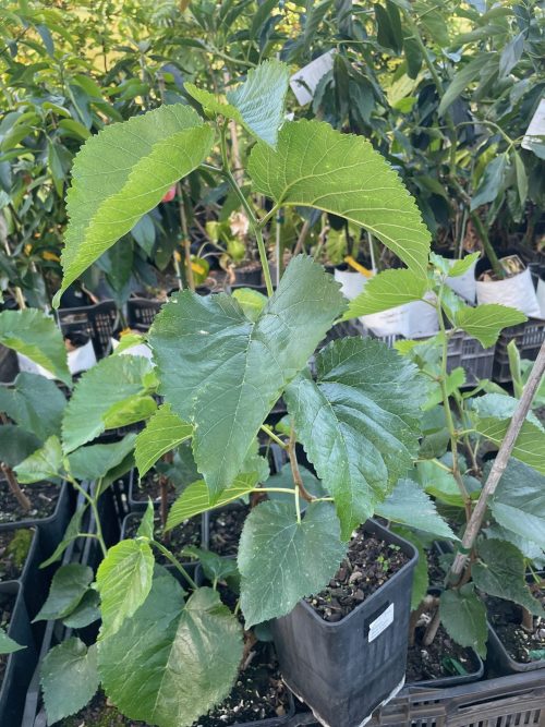 Black English Mulberry