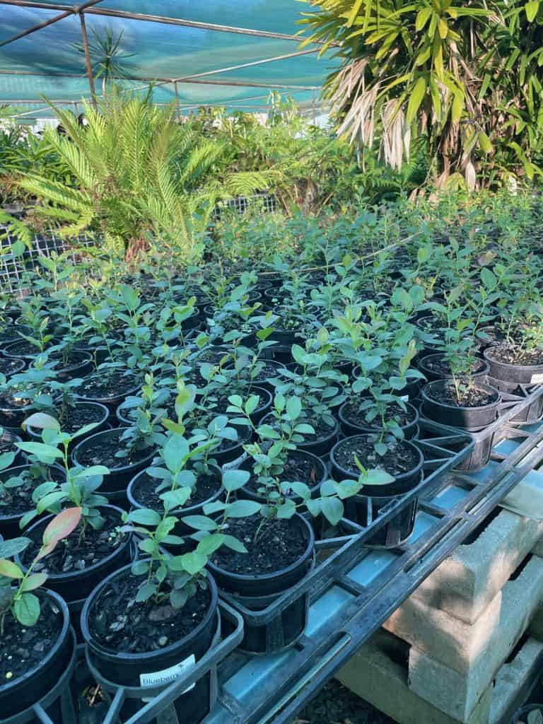 Lakeside Plants & Nursery