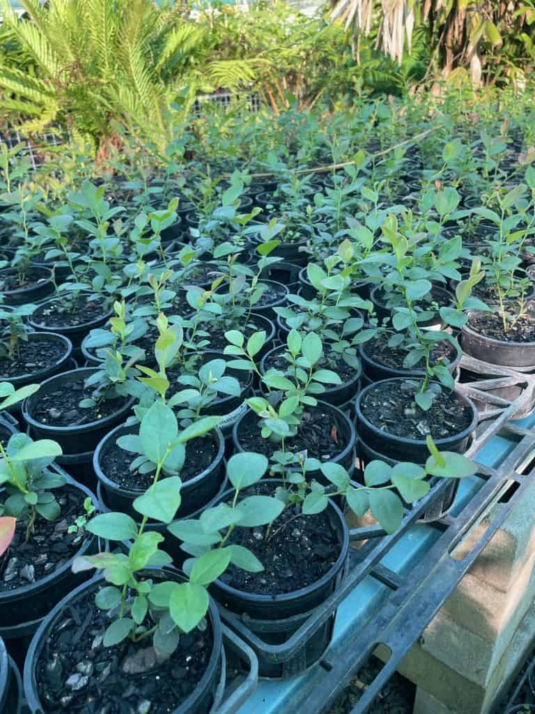 Lakeside Plants & Nursery