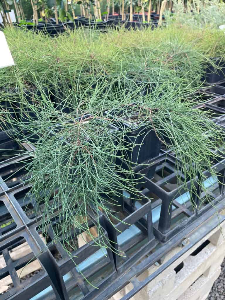 Lakeside Plants & Nursery