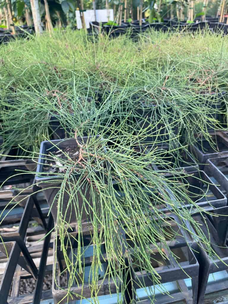 Lakeside Plants & Nursery