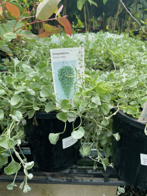 Dichondra Silver Falls