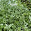 Dichondra Silver Falls