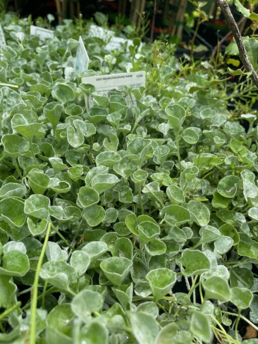 Dichondra Silver Falls