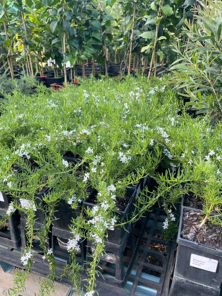 Lakeside Plants & Nursery