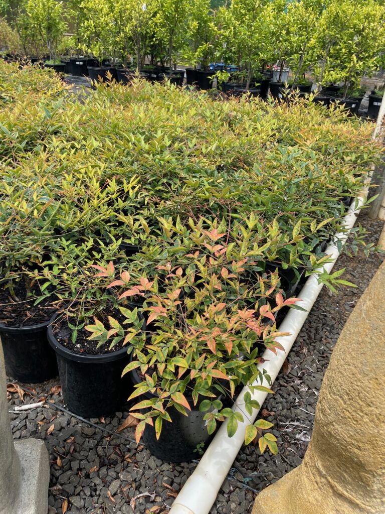 Lakeside Plants & Nursery