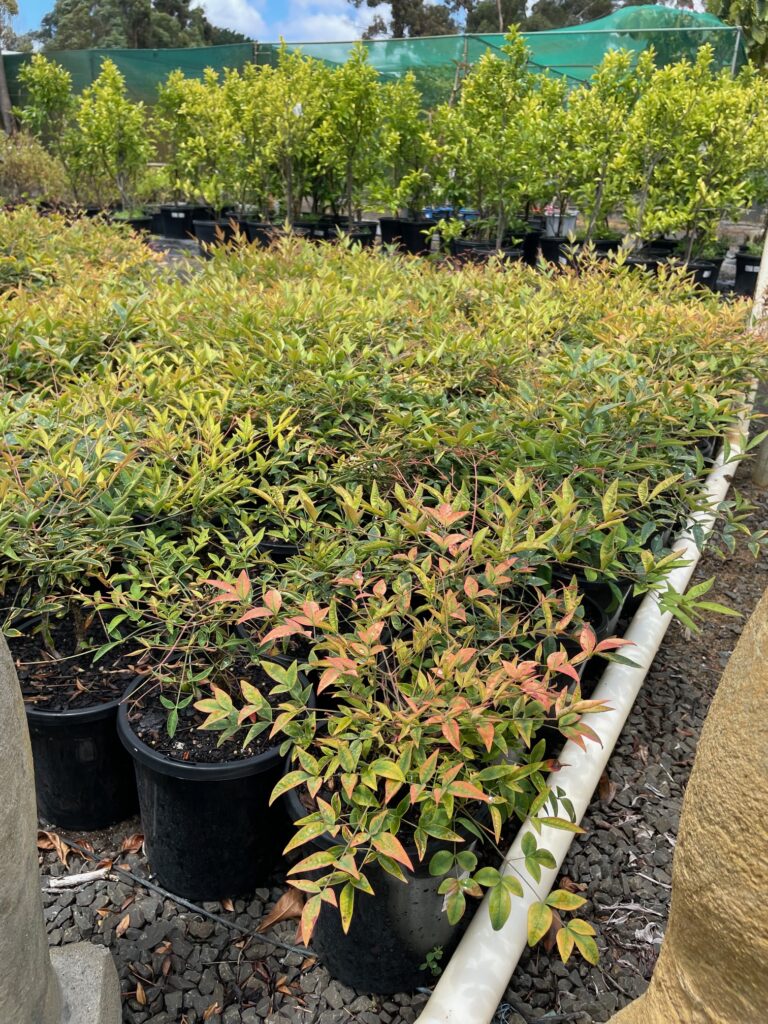 Lakeside Plants & Nursery