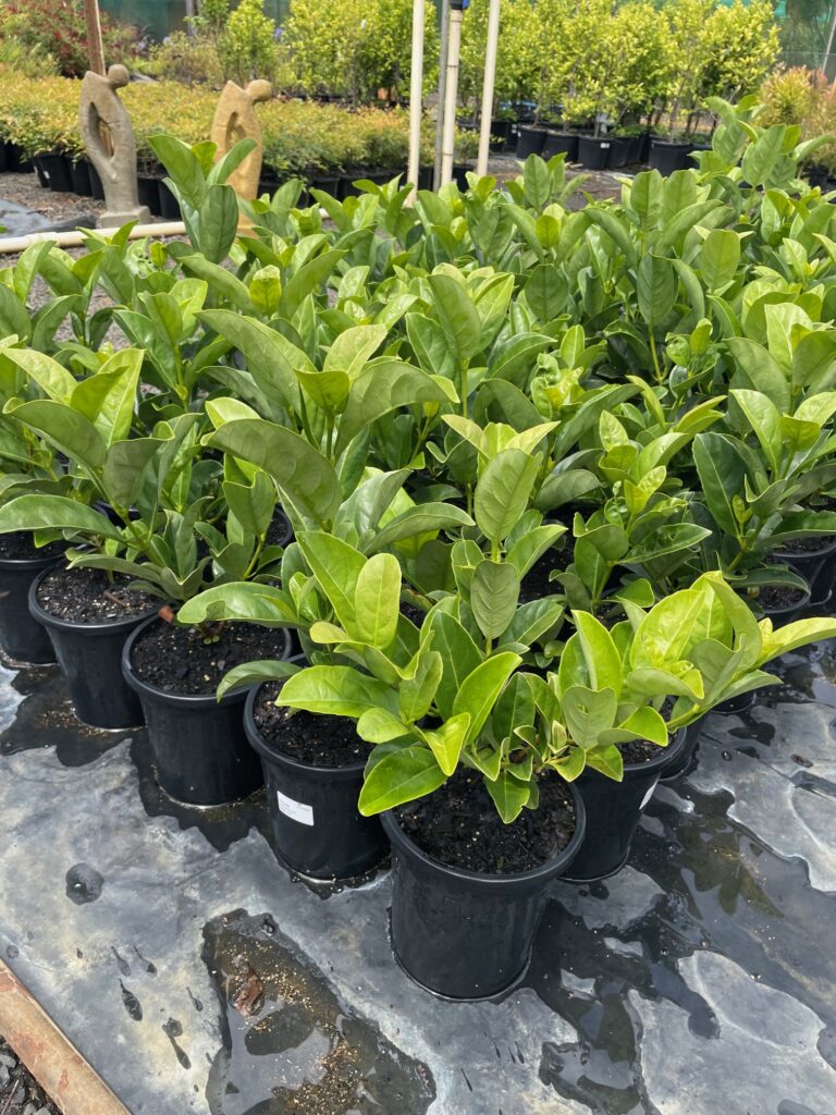 Lakeside Plants & Nursery