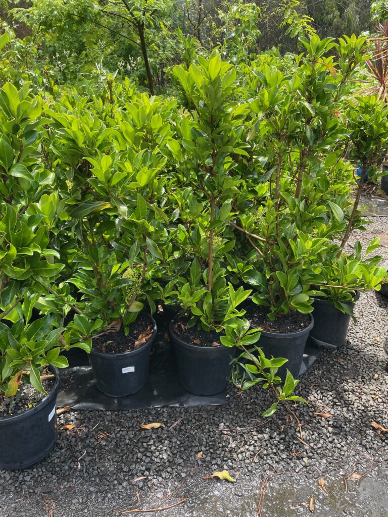 Lakeside Plants & Nursery