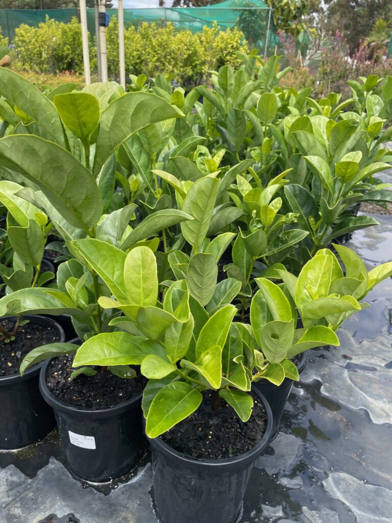 Lakeside Plants & Nursery