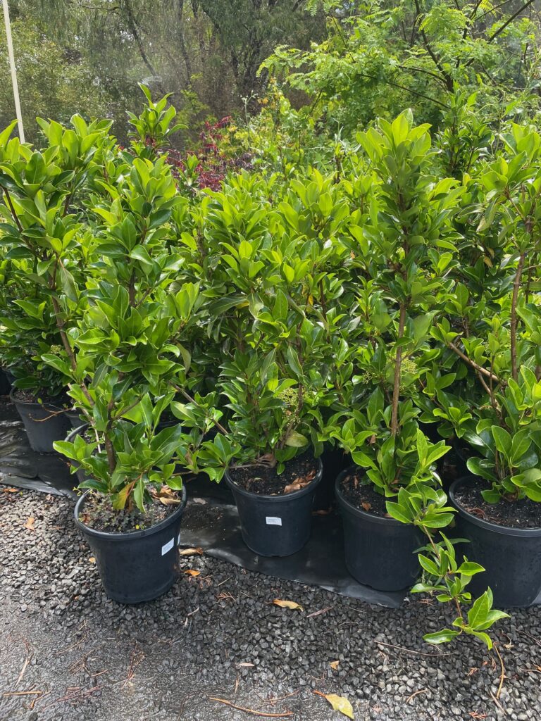 Lakeside Plants & Nursery