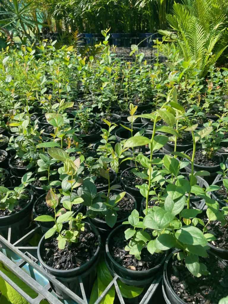 Lakeside Plants & Nursery