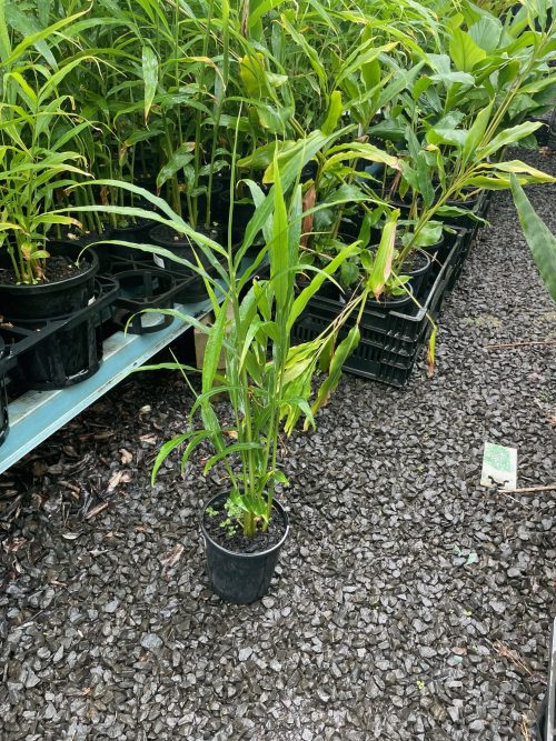 Ginger Edible Zingiber offinale