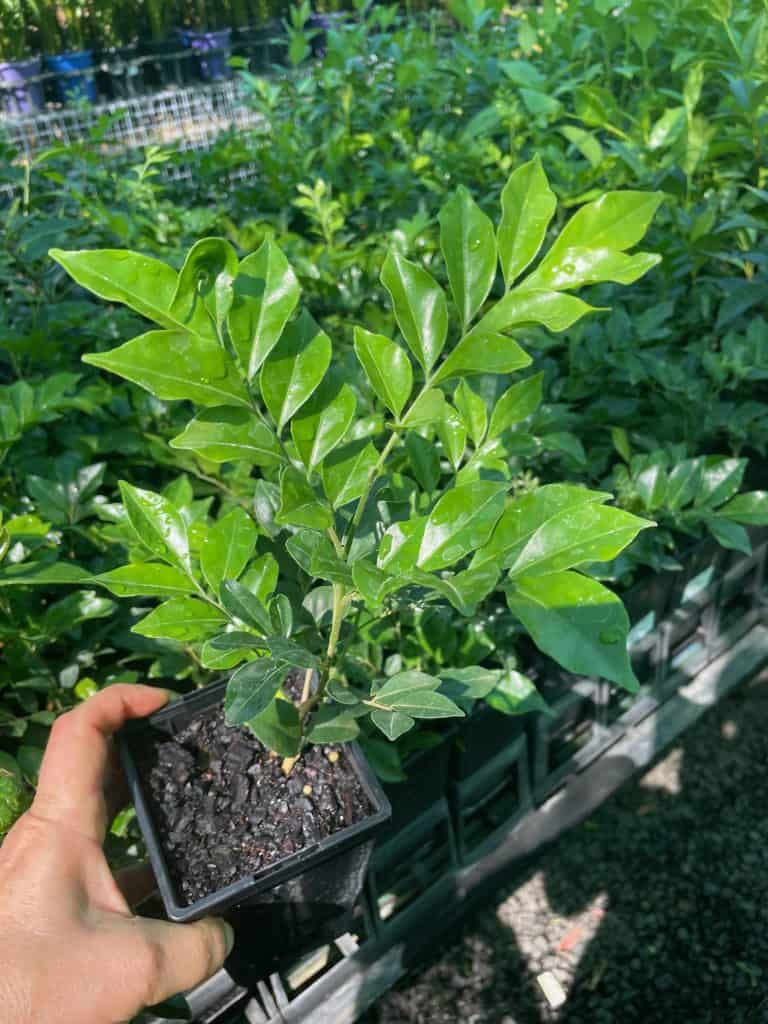 Lakeside Plants & Nursery