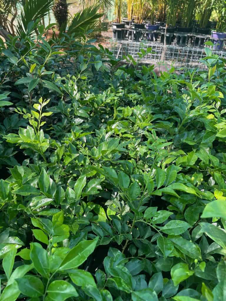 Lakeside Plants & Nursery