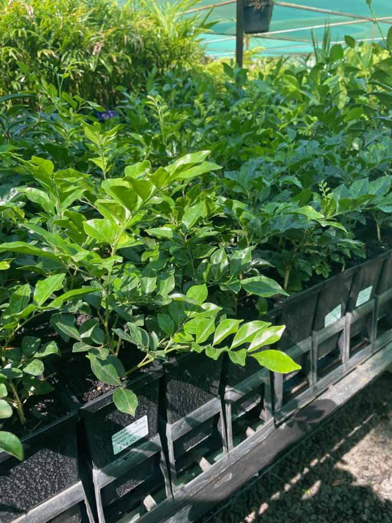 Lakeside Plants & Nursery
